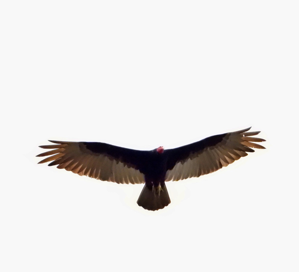 Turkey Vulture - ML619702029