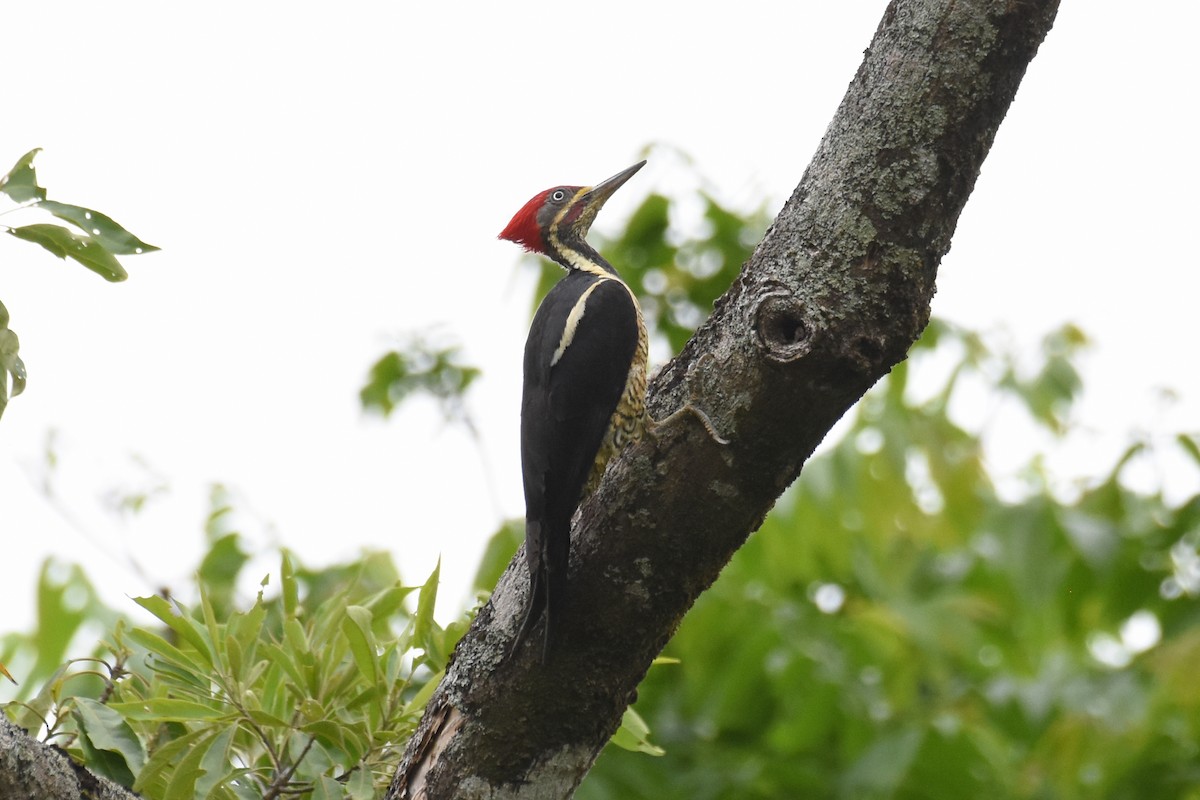 Lineated Woodpecker - ML619702063