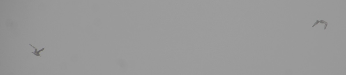ハジロオオシギ（semipalmata） - ML619702111