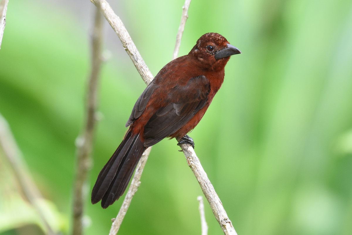 Silver-beaked Tanager - ML619702124