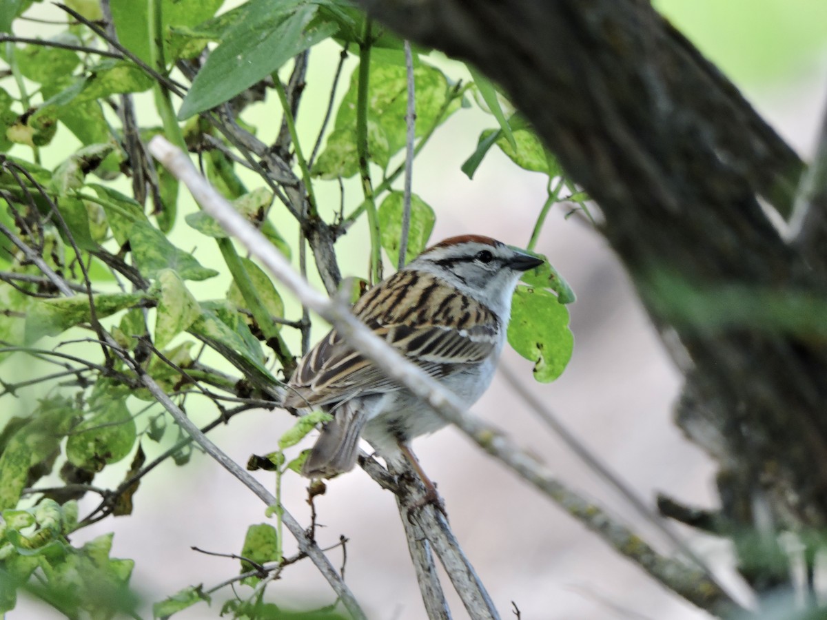 Chipping Sparrow - ML619702296