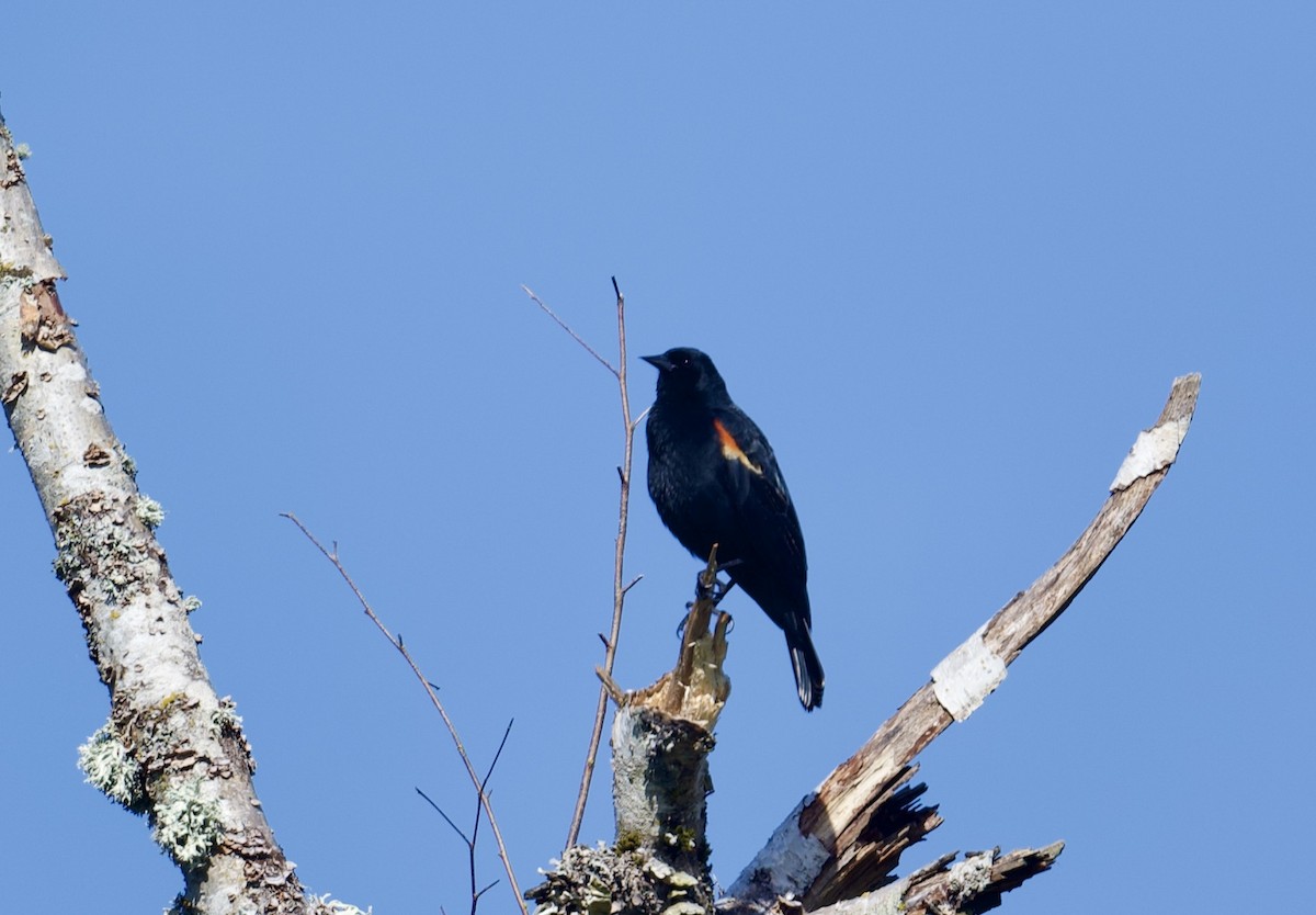 Red-winged Blackbird - ML619702335