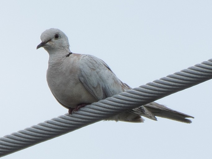 African Collared-Dove - ML619702342