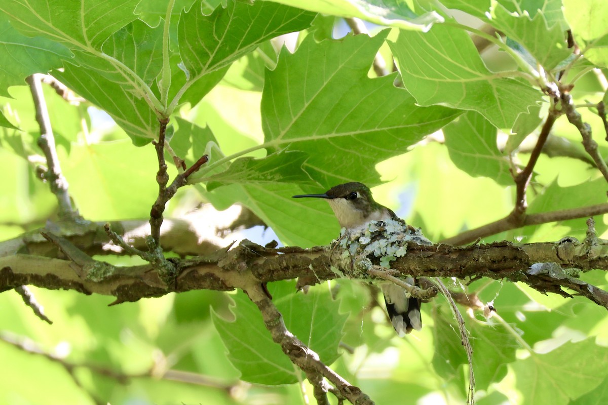 Ruby-throated Hummingbird - ML619702353