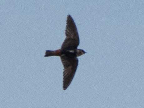 Cave Swallow (Caribbean) - ML619702382