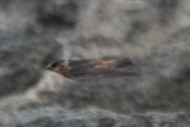 Cave Swallow (Caribbean) - ML619702383