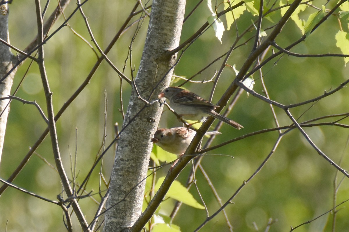 Field Sparrow - ML619702401