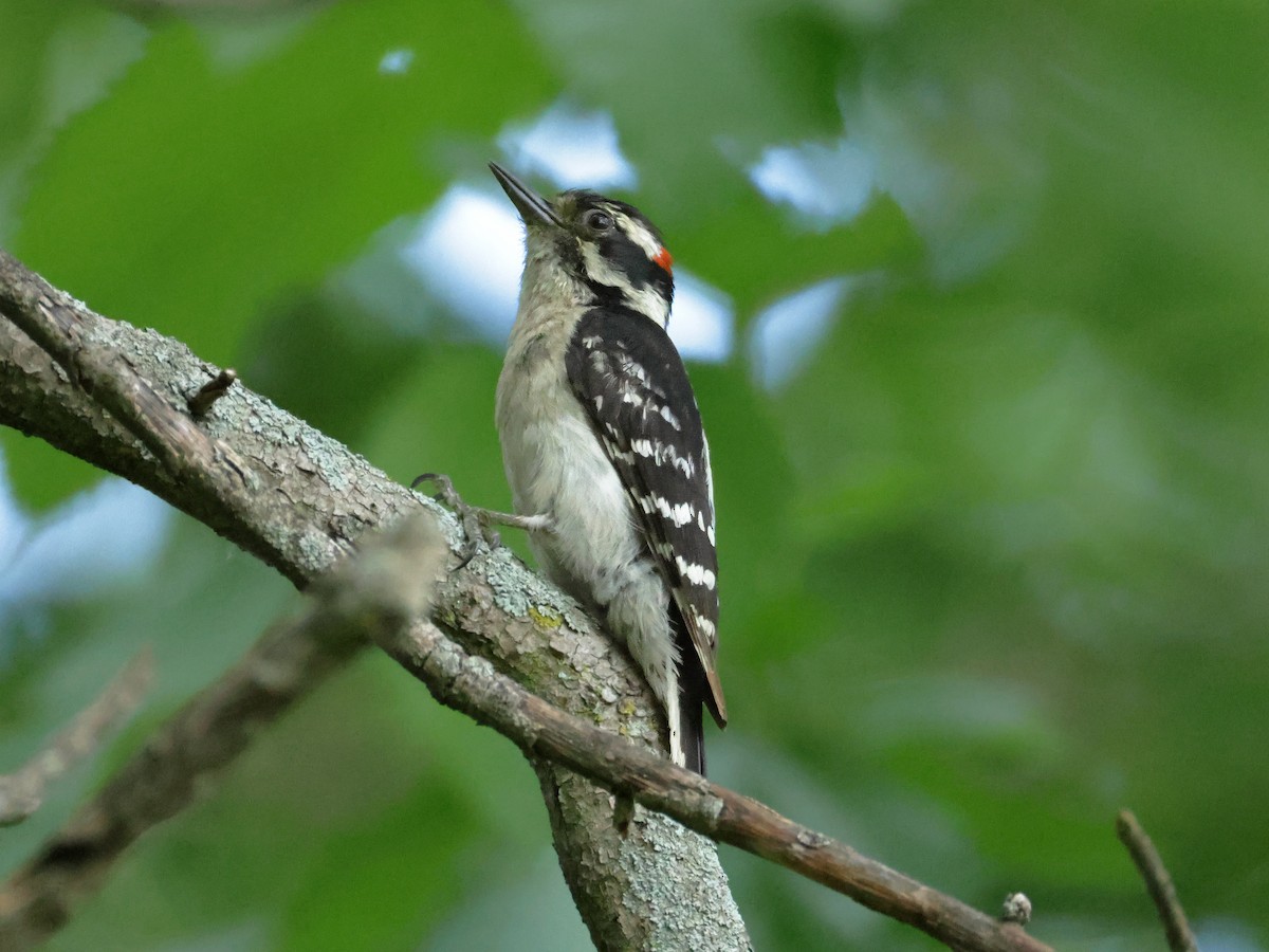 Downy Woodpecker - ML619702459
