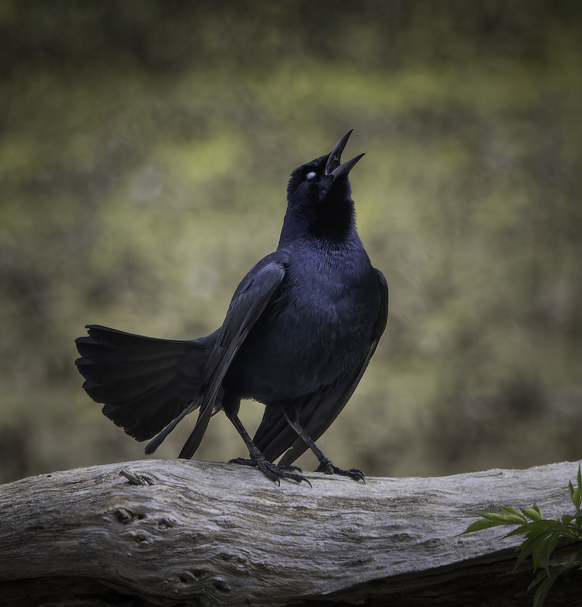 Boat-tailed Grackle - ML619702528