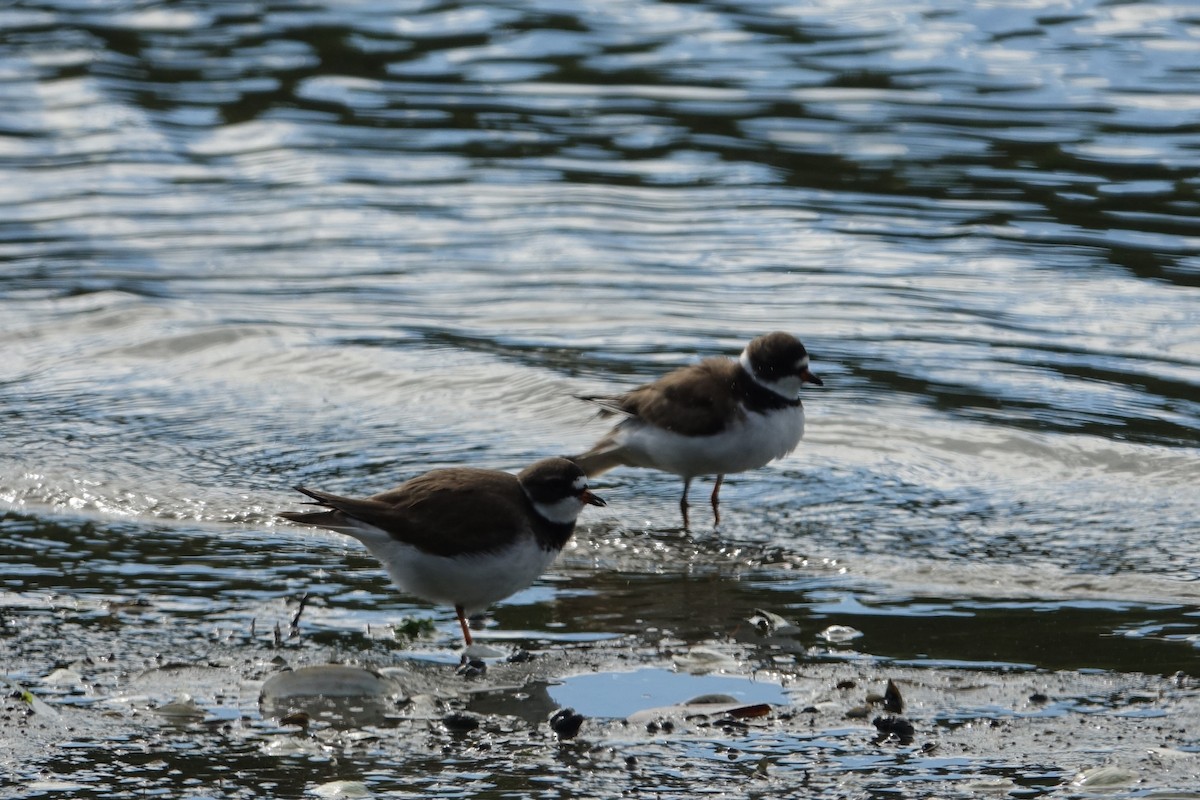 Semipalmated Plover - ML619702535