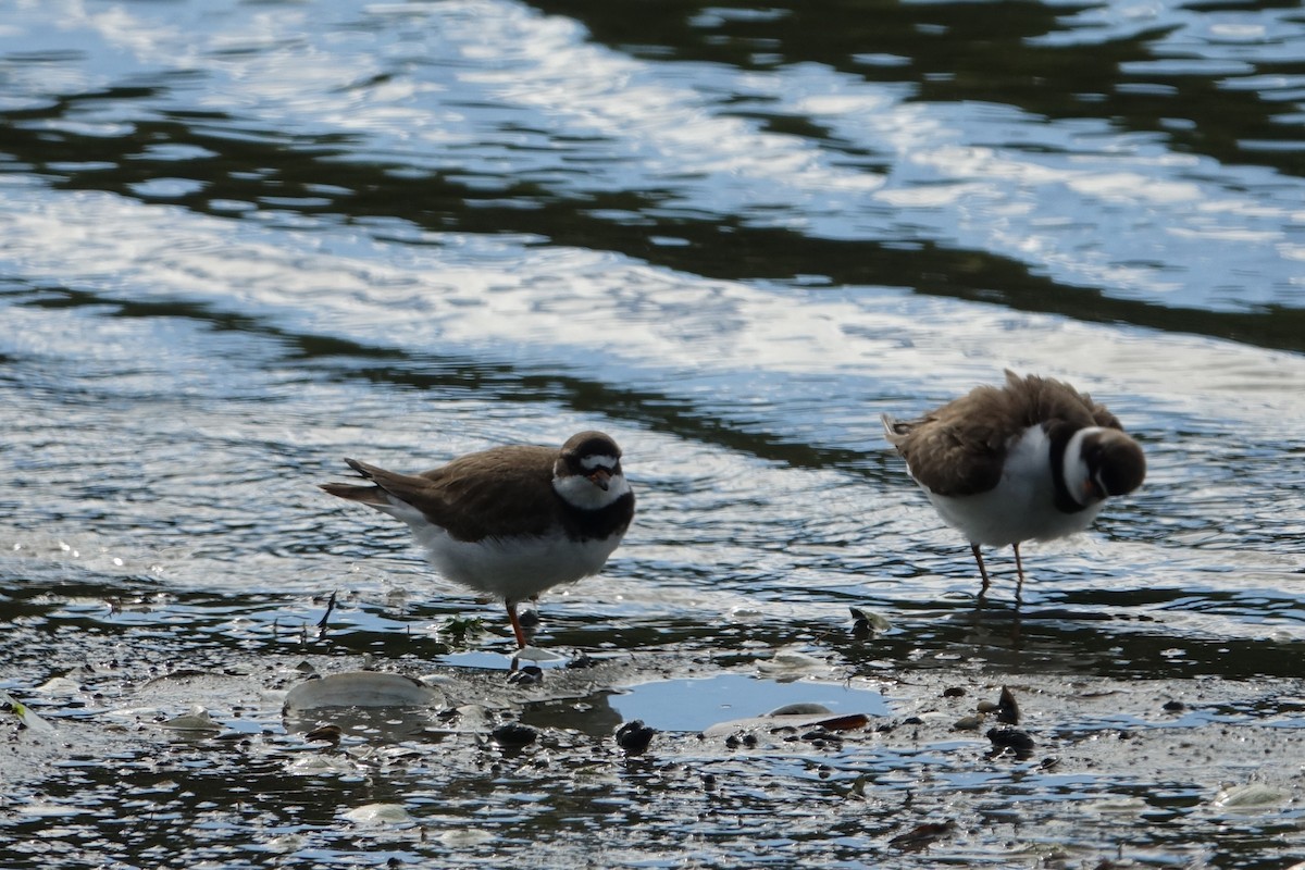 Semipalmated Plover - ML619702537