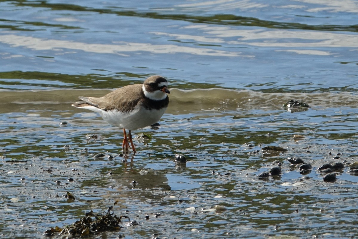 Semipalmated Plover - ML619702550