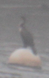Double-crested Cormorant - ML619702562