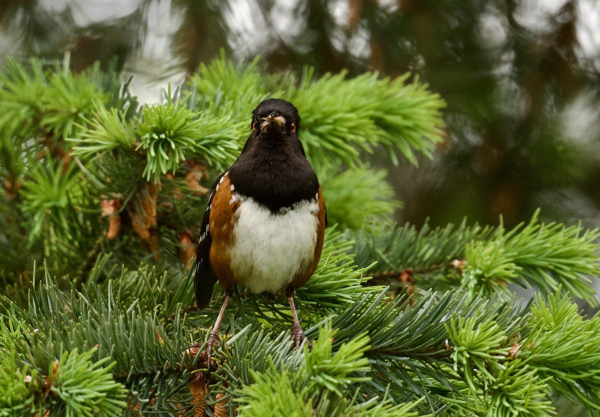 Spotted Towhee - ML619702591