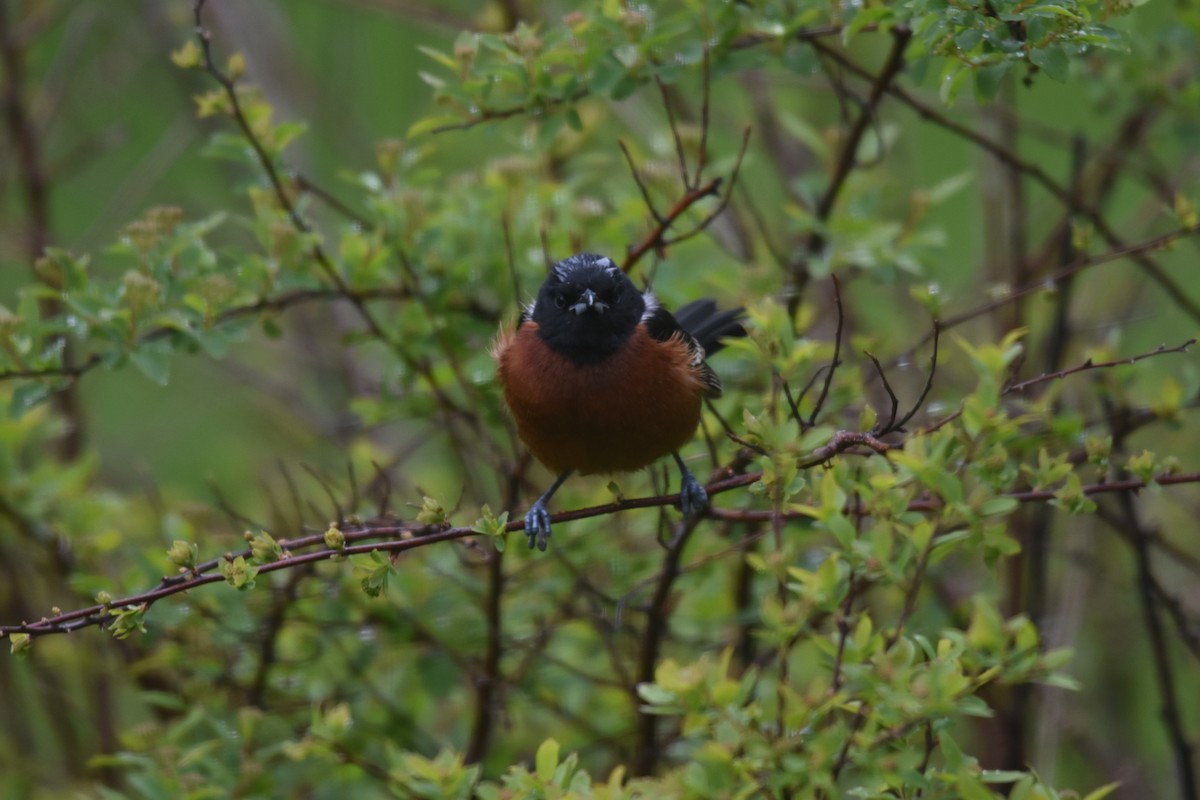 Orchard Oriole - ML619702643
