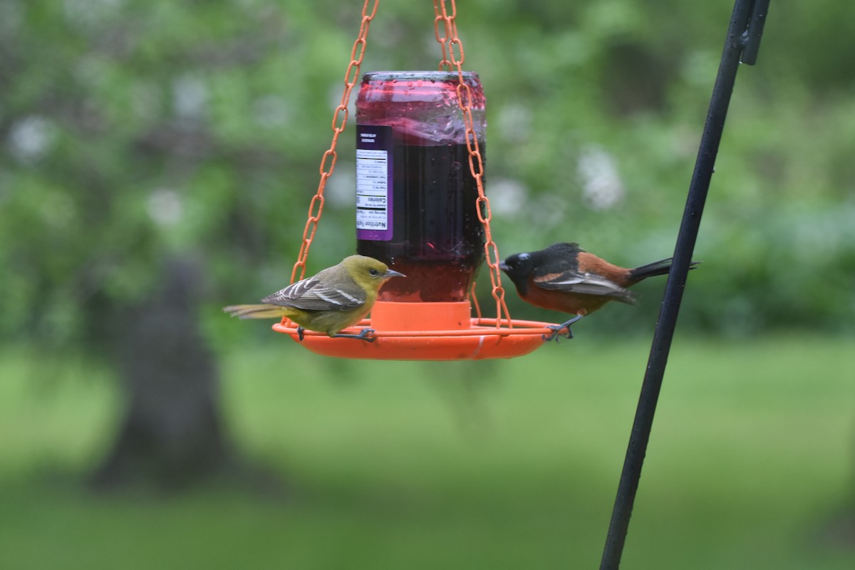 Orchard Oriole - ML619702647