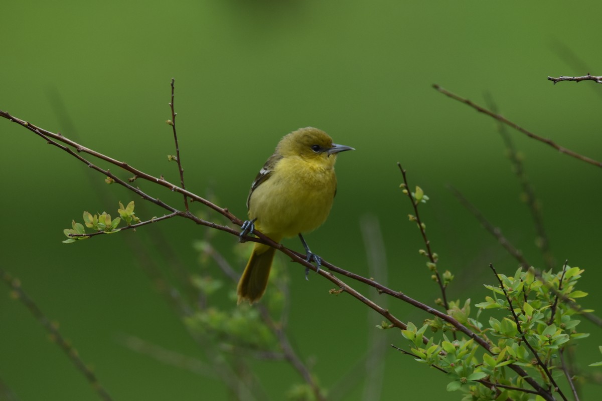 Orchard Oriole - ML619702649