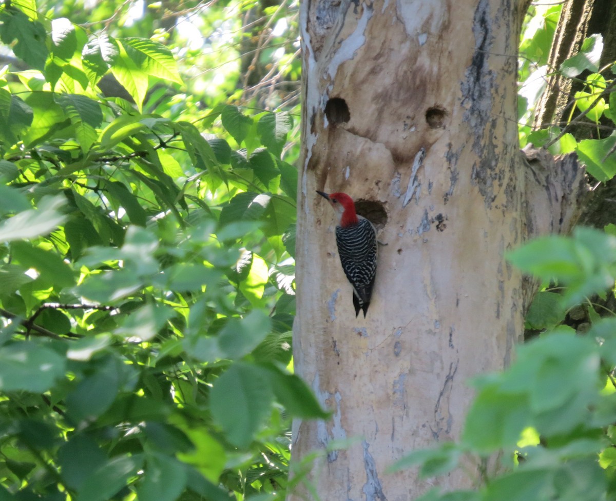 Red-bellied Woodpecker - ML619702662