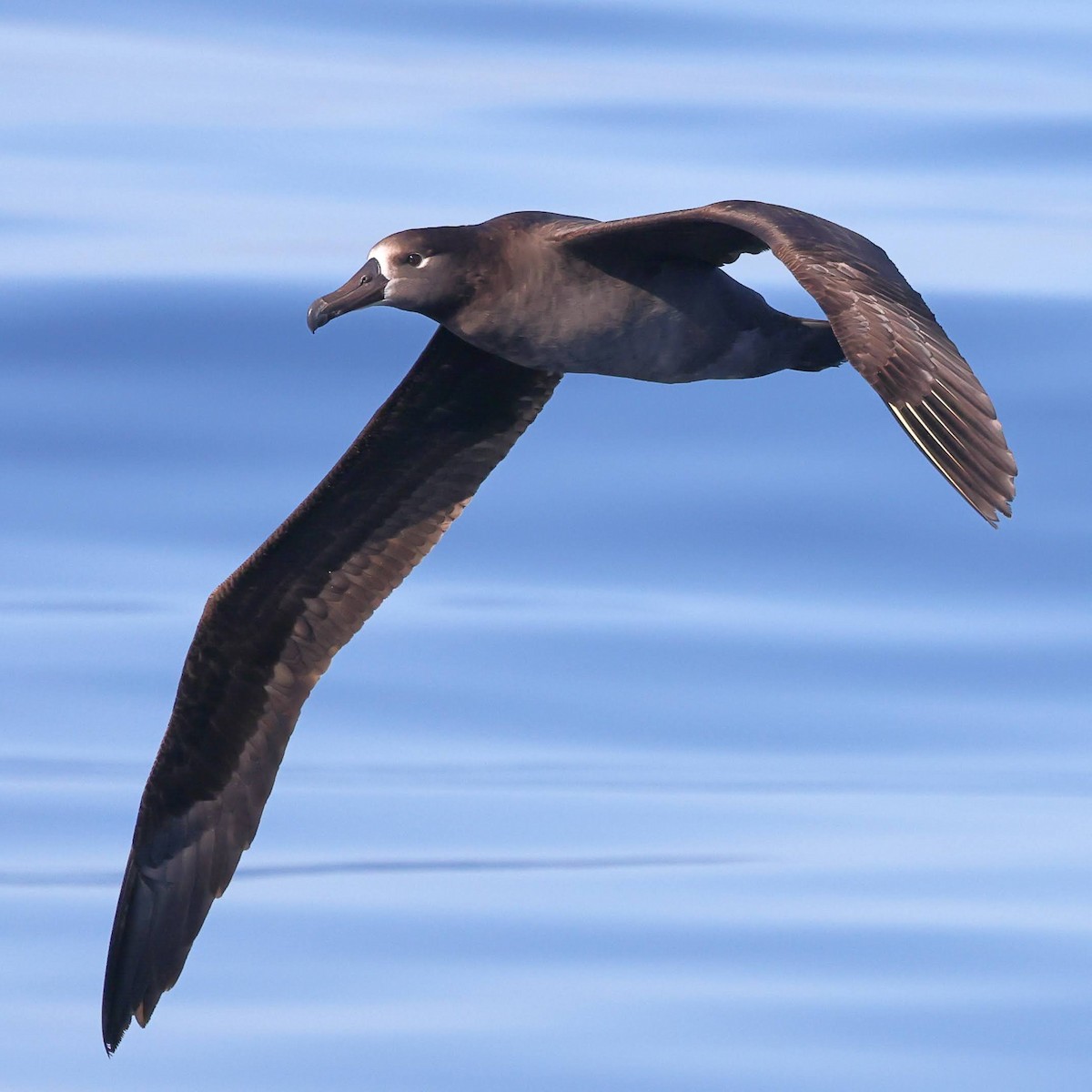 Black-footed Albatross - ML619702740
