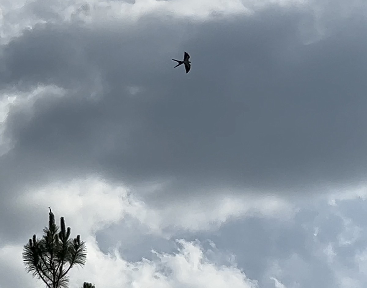 Swallow-tailed Kite - ML619702750