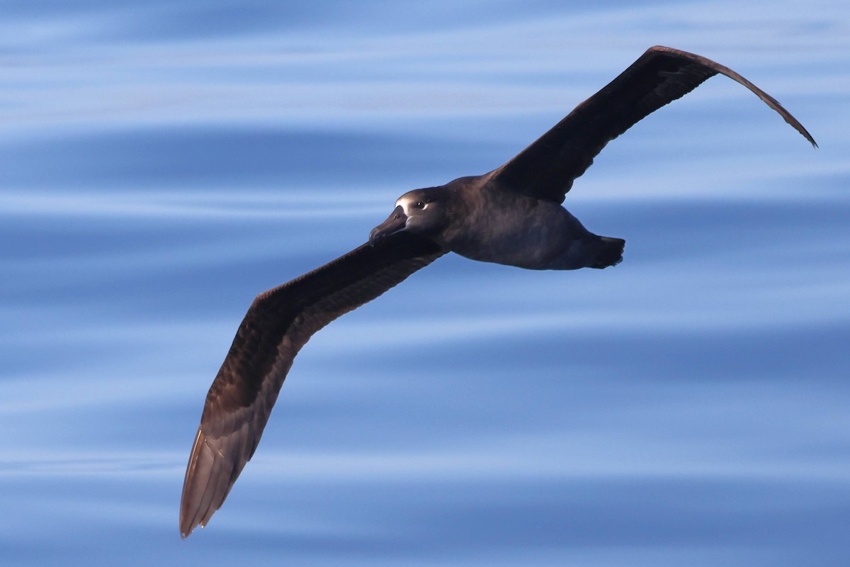 Черноногий альбатрос - ML619702786