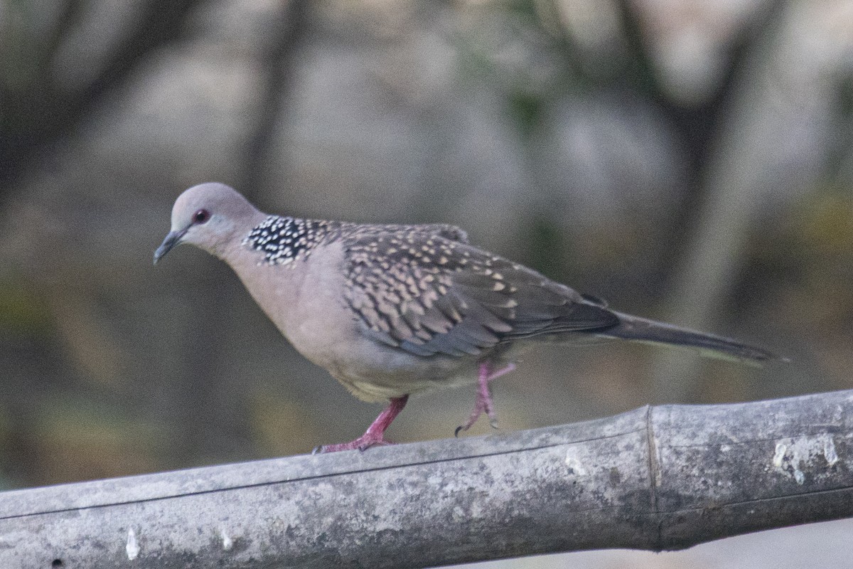 Spotted Dove - ML619702932