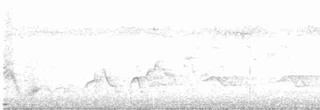 Дрізд-короткодзьоб Cвенсона - ML619702976