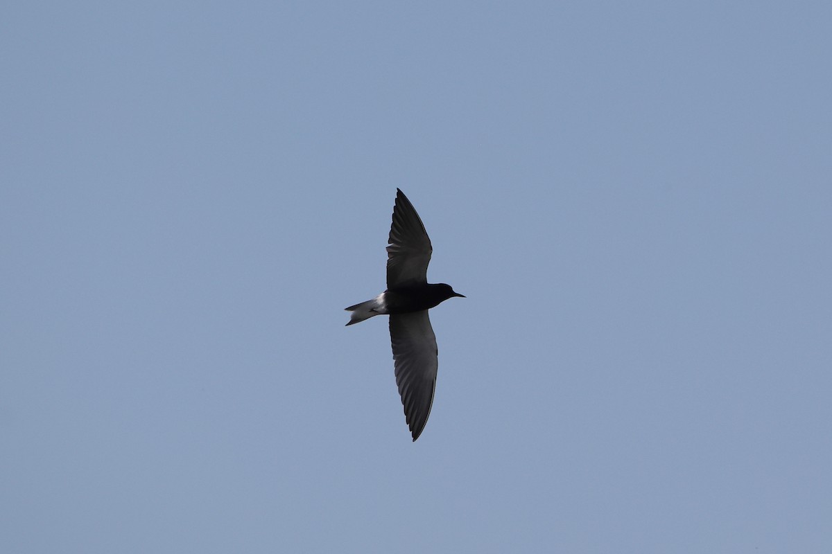 Black Tern - ML619702981