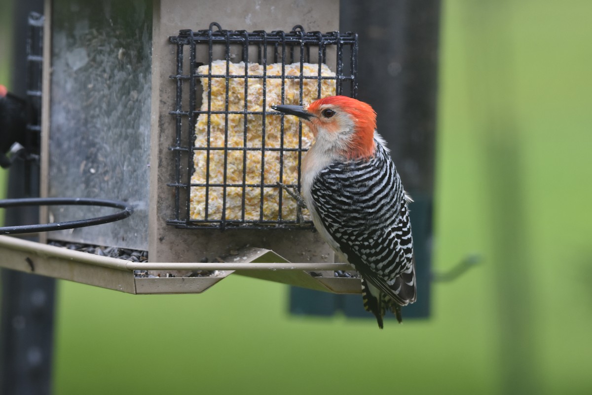 Red-bellied Woodpecker - ML619703027