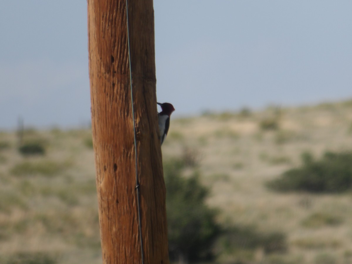 Red-headed Woodpecker - ML619703033