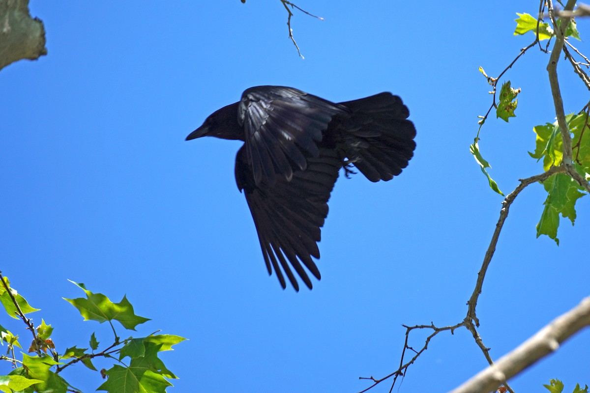 American Crow - ML619703035