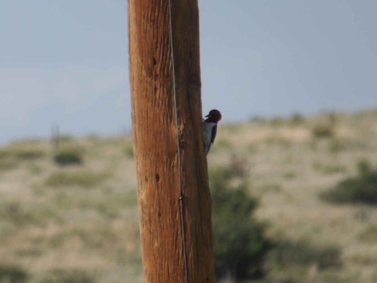 Red-headed Woodpecker - ML619703037
