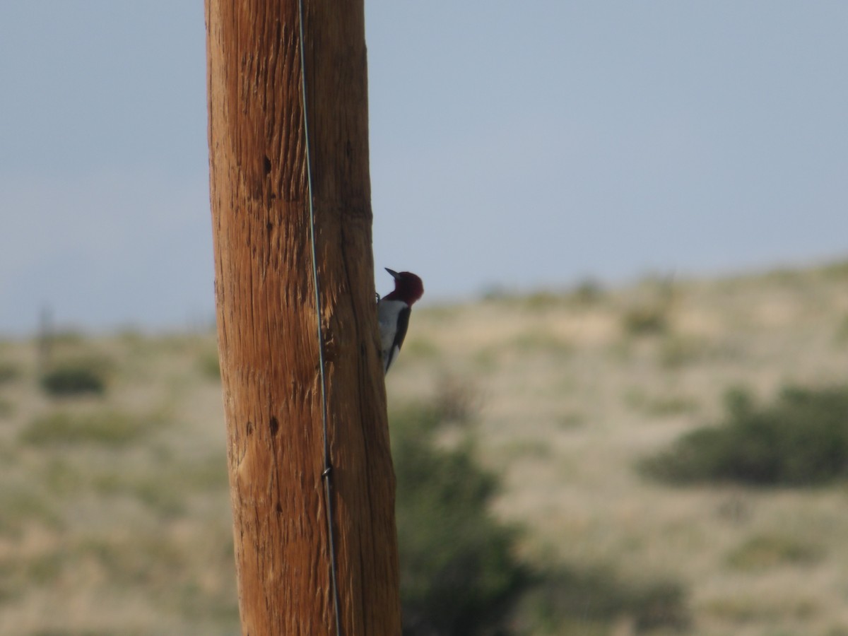 Red-headed Woodpecker - ML619703039