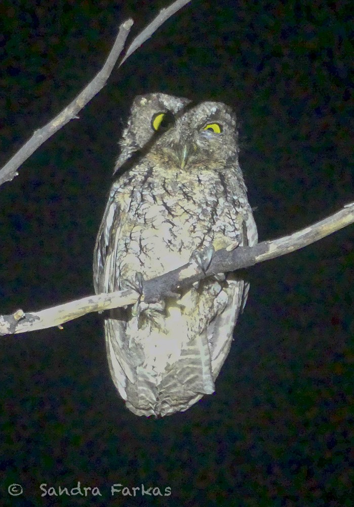 Peruvian Screech-Owl - ML619703043