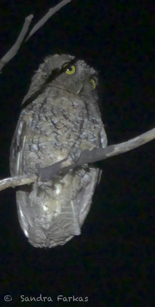 Peruvian Screech-Owl - ML619703044