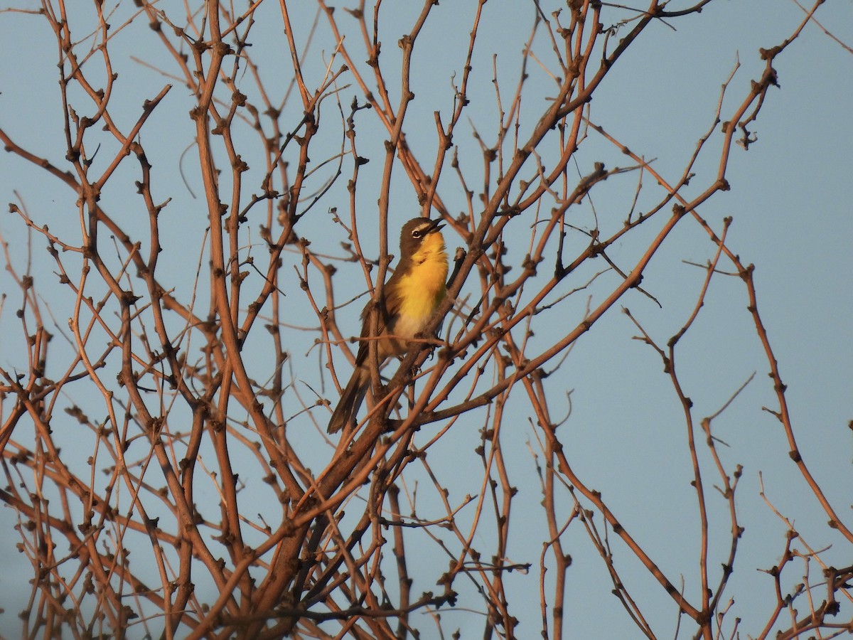 Yellow-breasted Chat - ML619703072