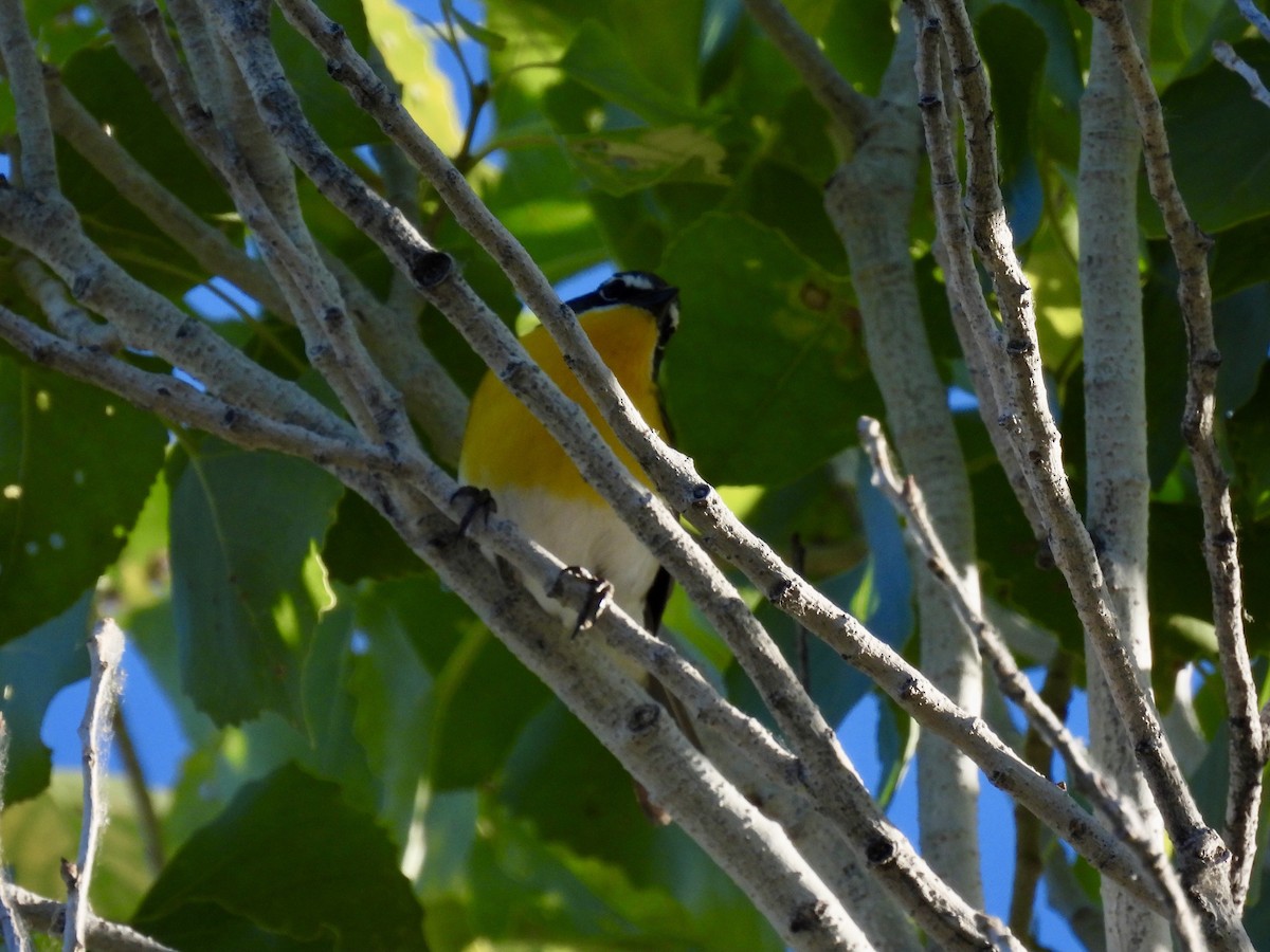 Yellow-breasted Chat - ML619703073