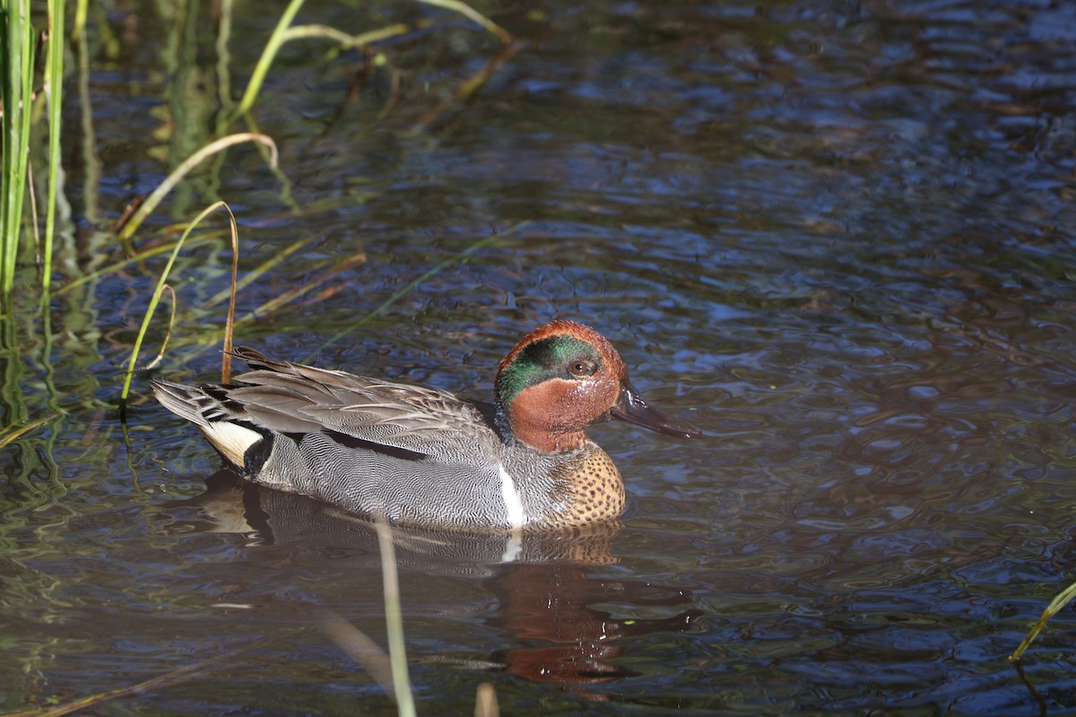 Green-winged Teal - ML619703200