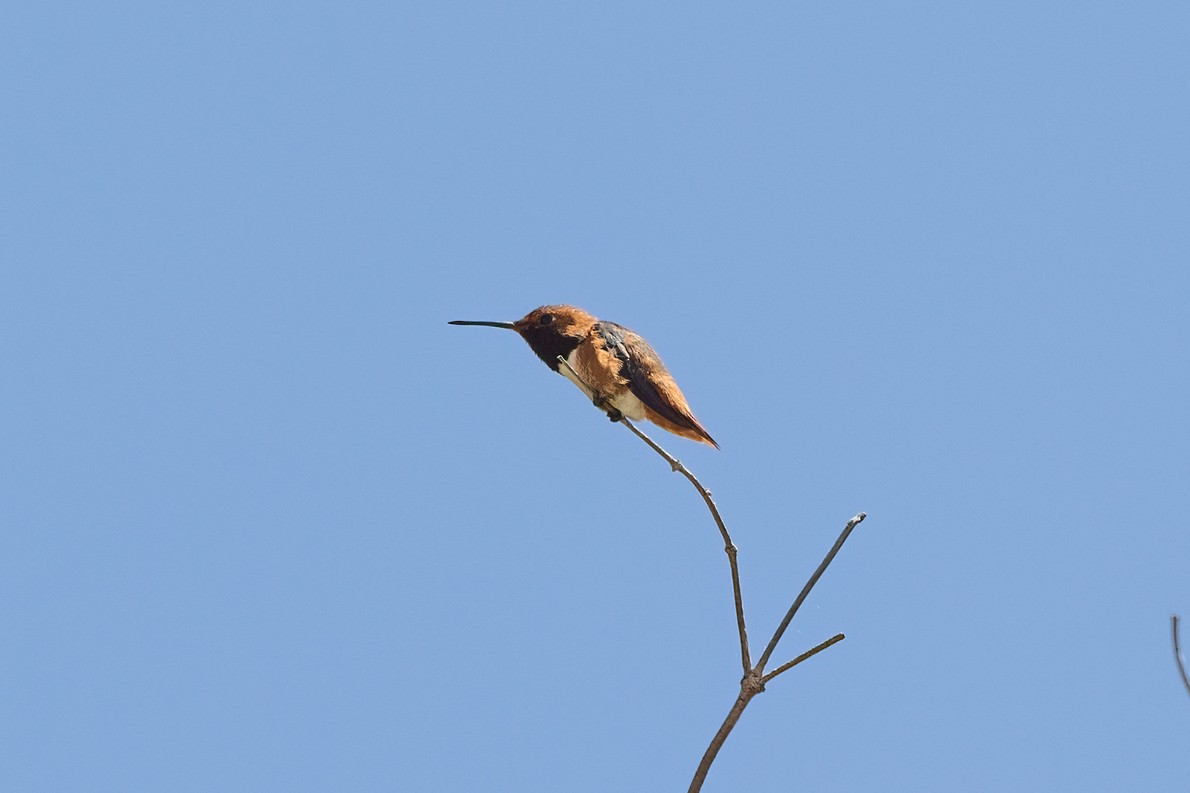 Allen's Hummingbird - ML619703254
