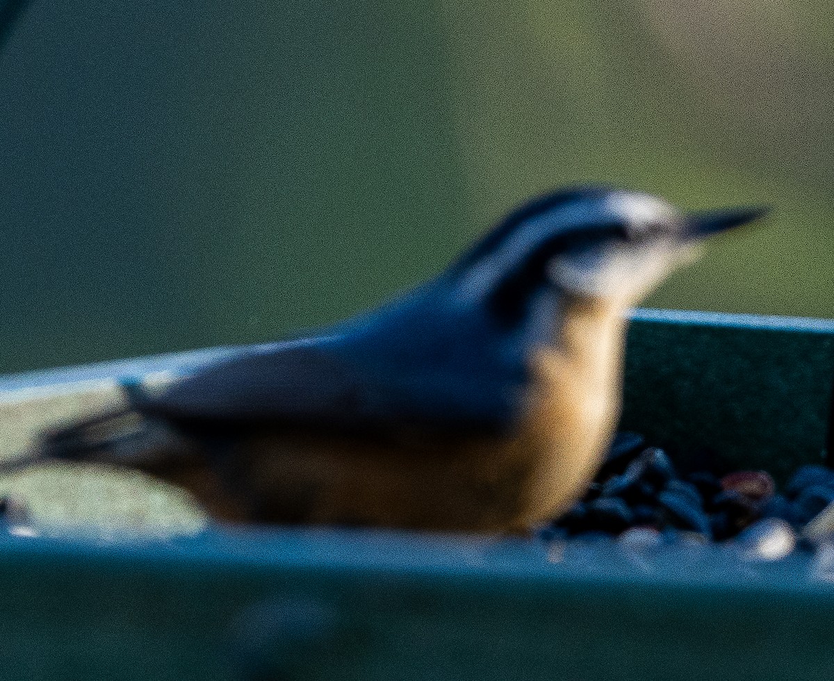 Red-breasted Nuthatch - ML619703266