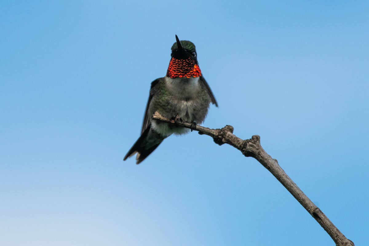 Ruby-throated Hummingbird - ML619703285