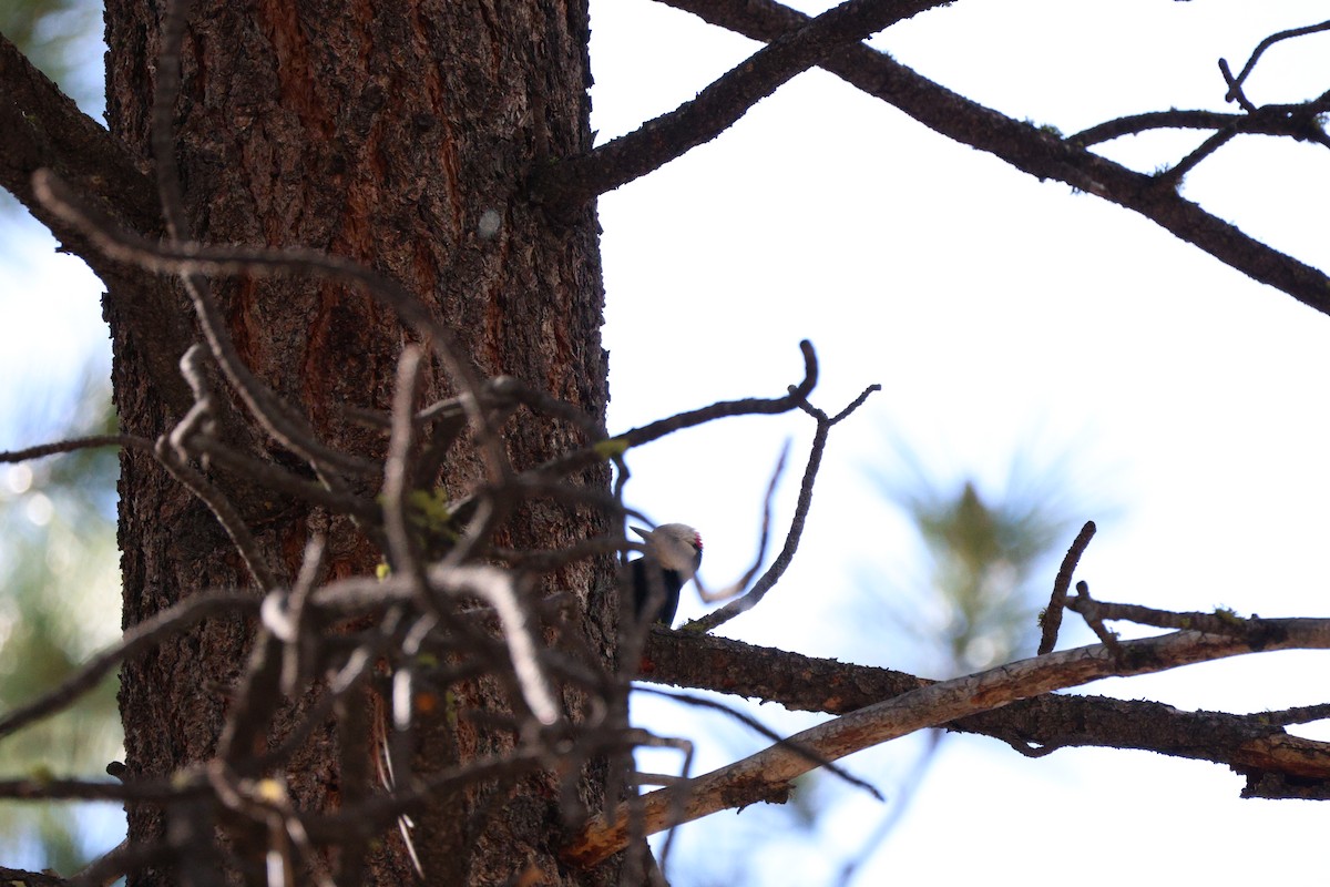 White-headed Woodpecker - ML619703354