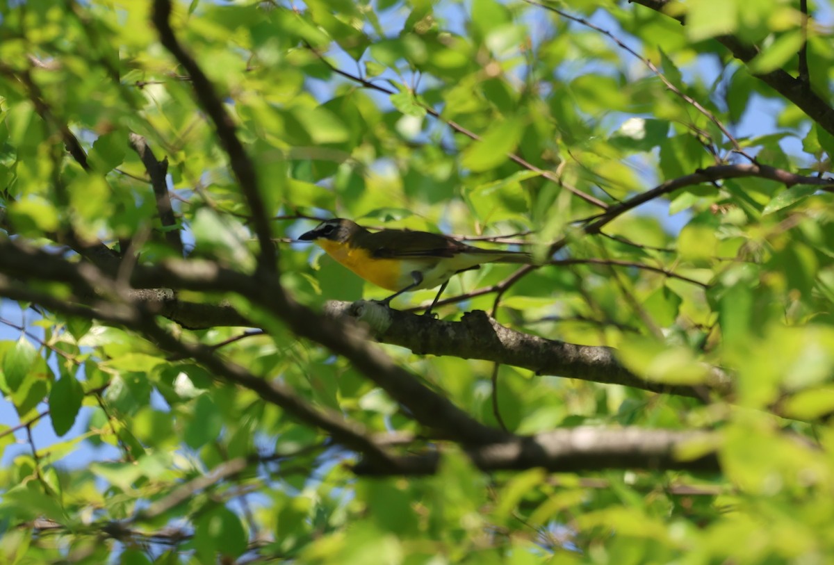 Yellow-breasted Chat - ML619703357