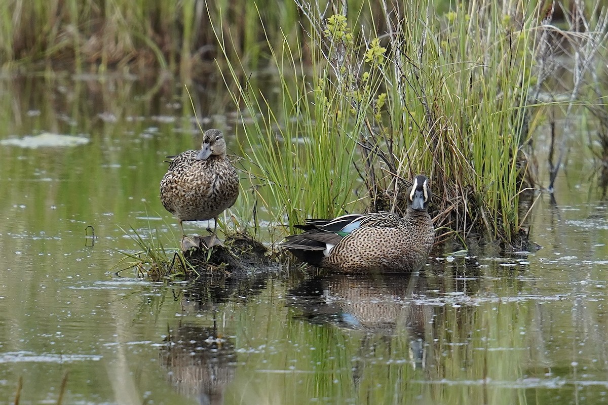 Blue-winged Teal - ML619703396
