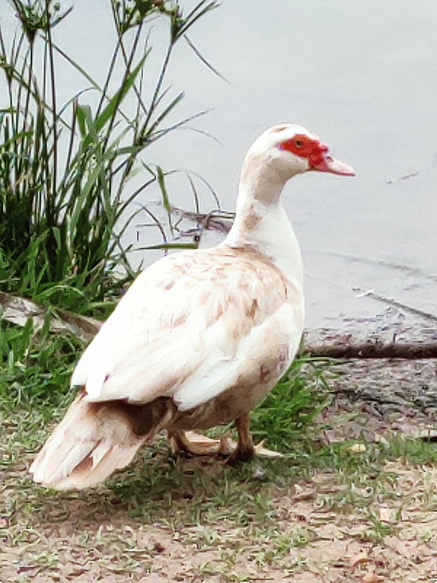 Muscovy Duck (Domestic type) - ML619703404