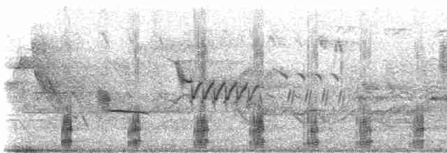 Common Merganser (North American) - ML619703429