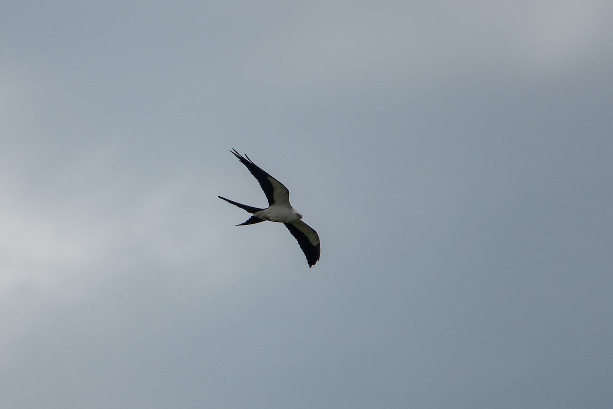 Swallow-tailed Kite - ML619703435