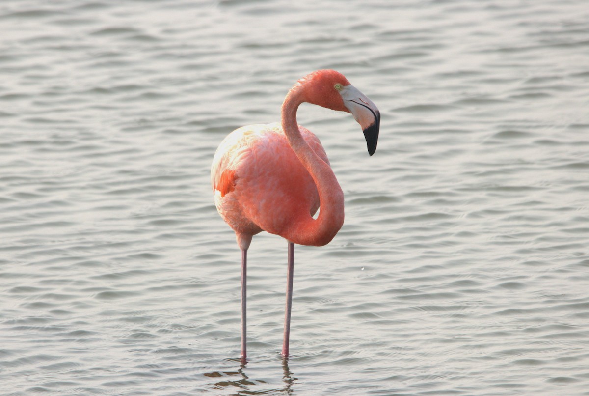 American Flamingo - ML619703437