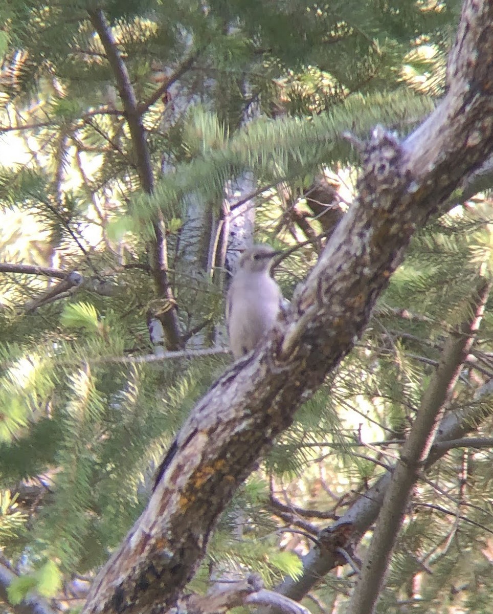 Townsend's Solitaire - ML619703442