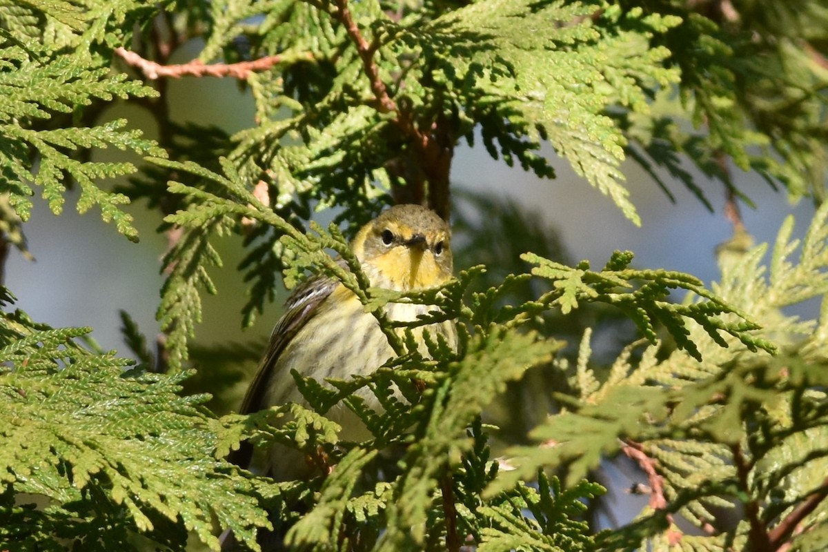 Cape May Warbler - ML619703458